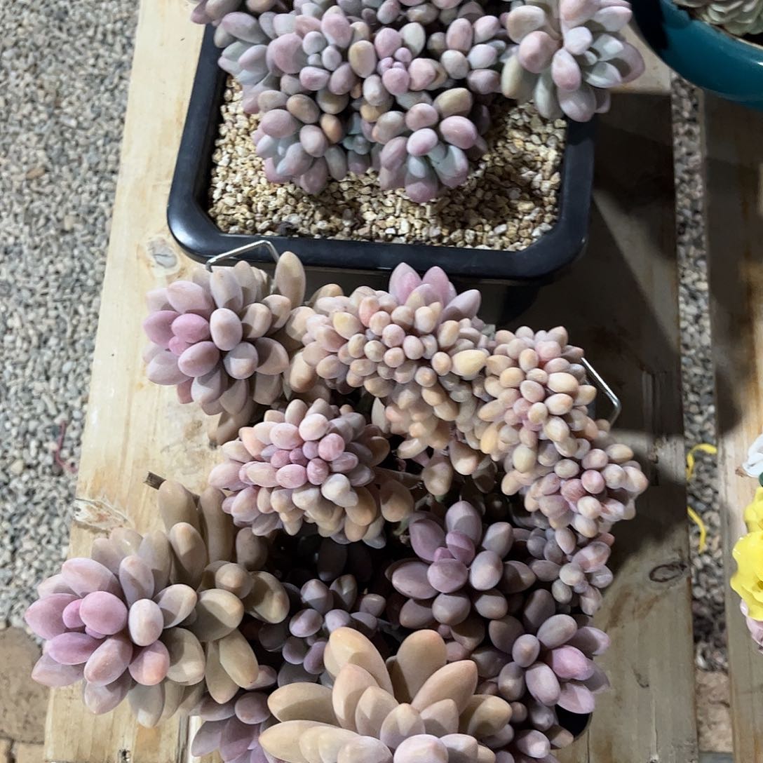 蔬**子寄养链接的肉肉的肉肉