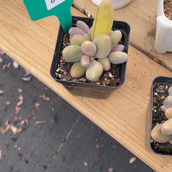 _*晚芒果奶808185