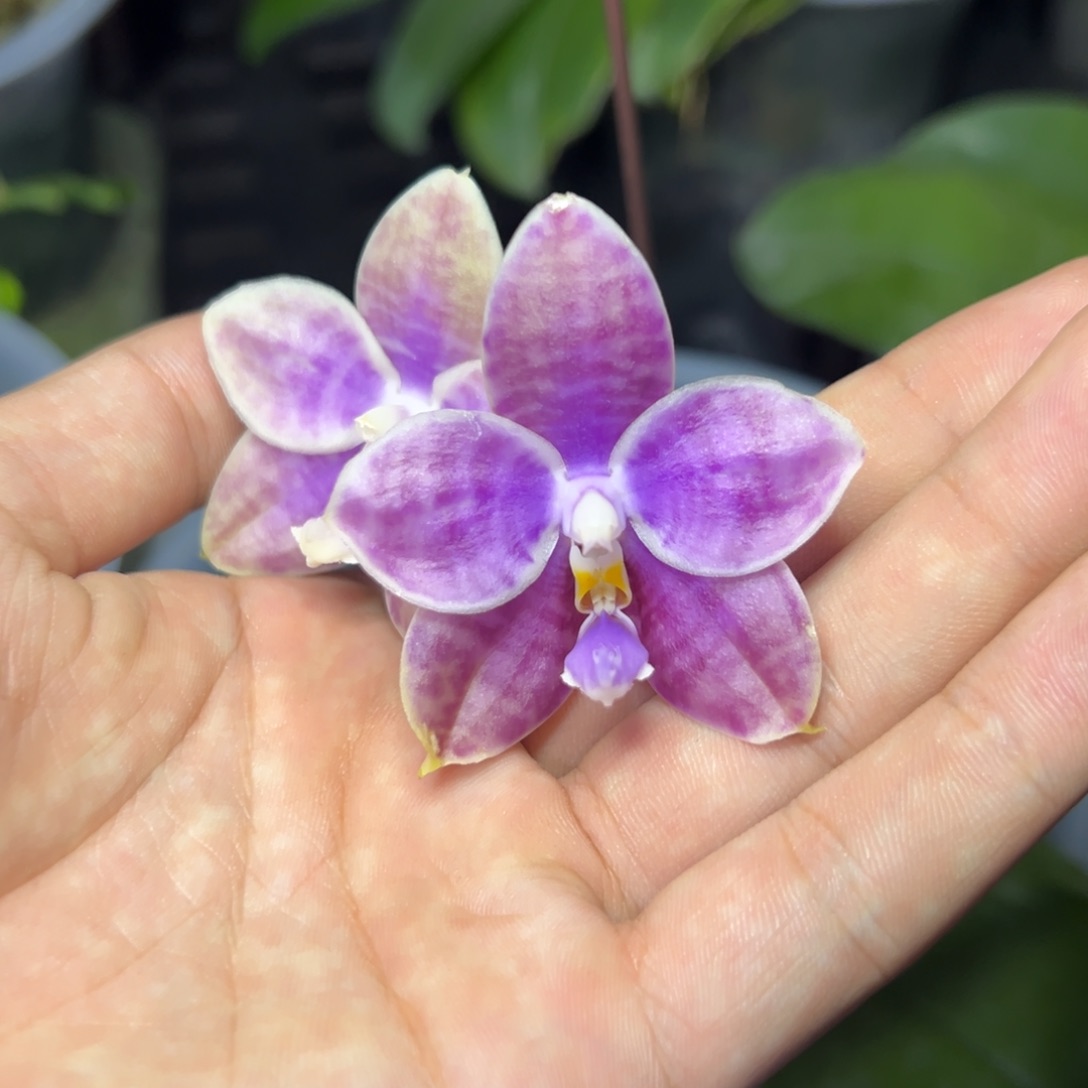 完全开放l152八寸柳林3514