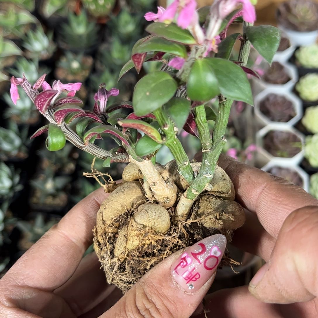 人生大吉有根发货有根