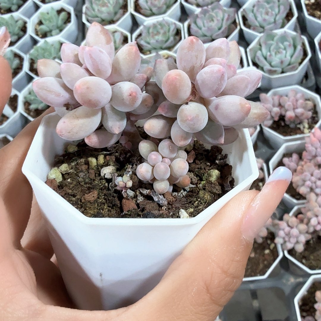 婴儿手指多肉 冒仔