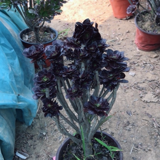 绝***女黑法小朵朵多肉植物11