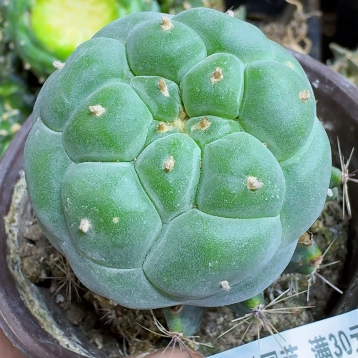 福利苗接大尤佛头075