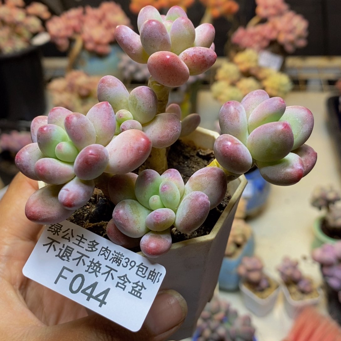 044苹果奶多肉6c m