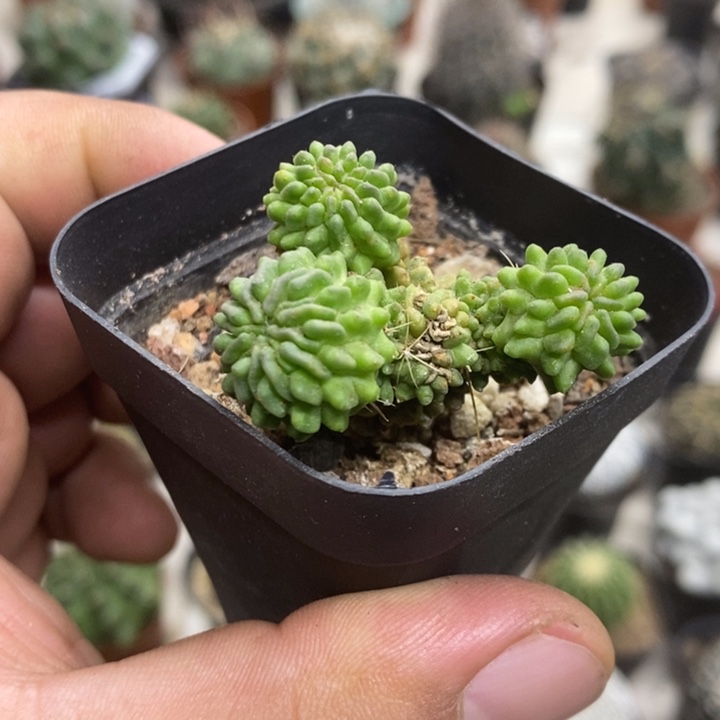 蝌蚪球群特价福利