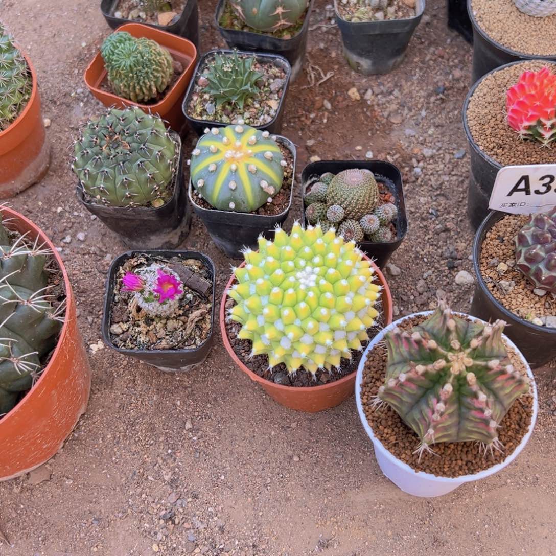 小***.36535225525863555