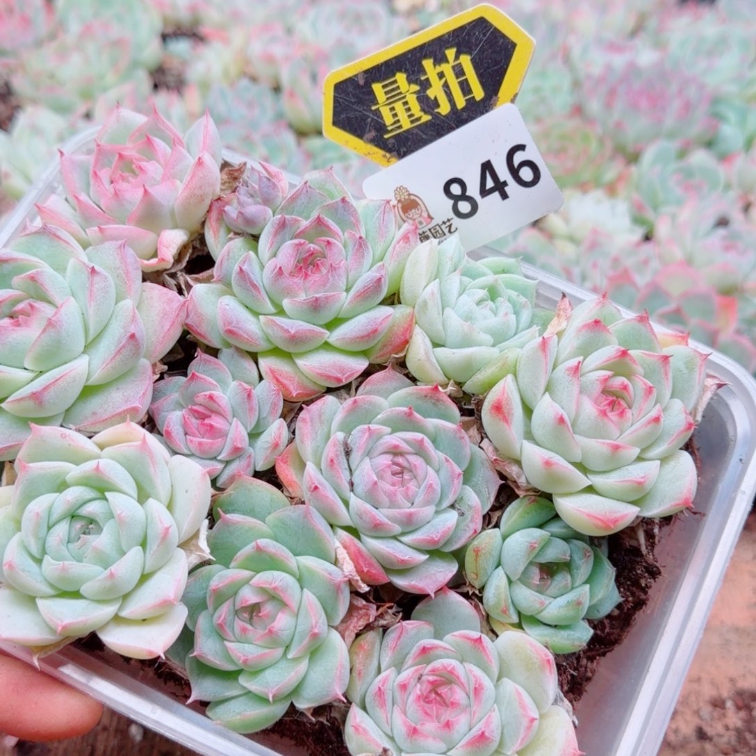 多肉植物多肉植物