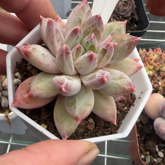 149 一物一拍多肉