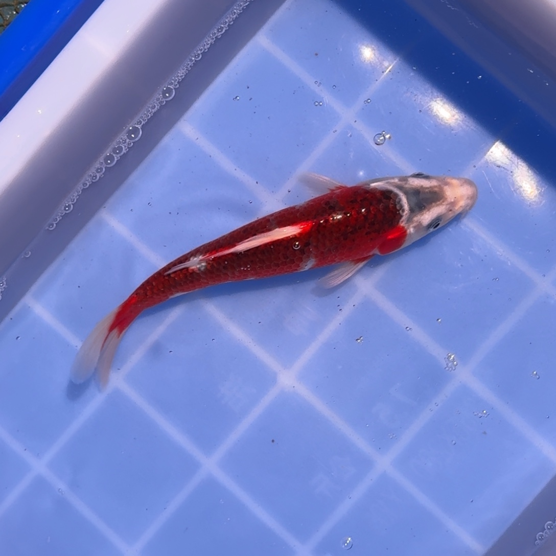 锦鲤精品锦鲤大放漏