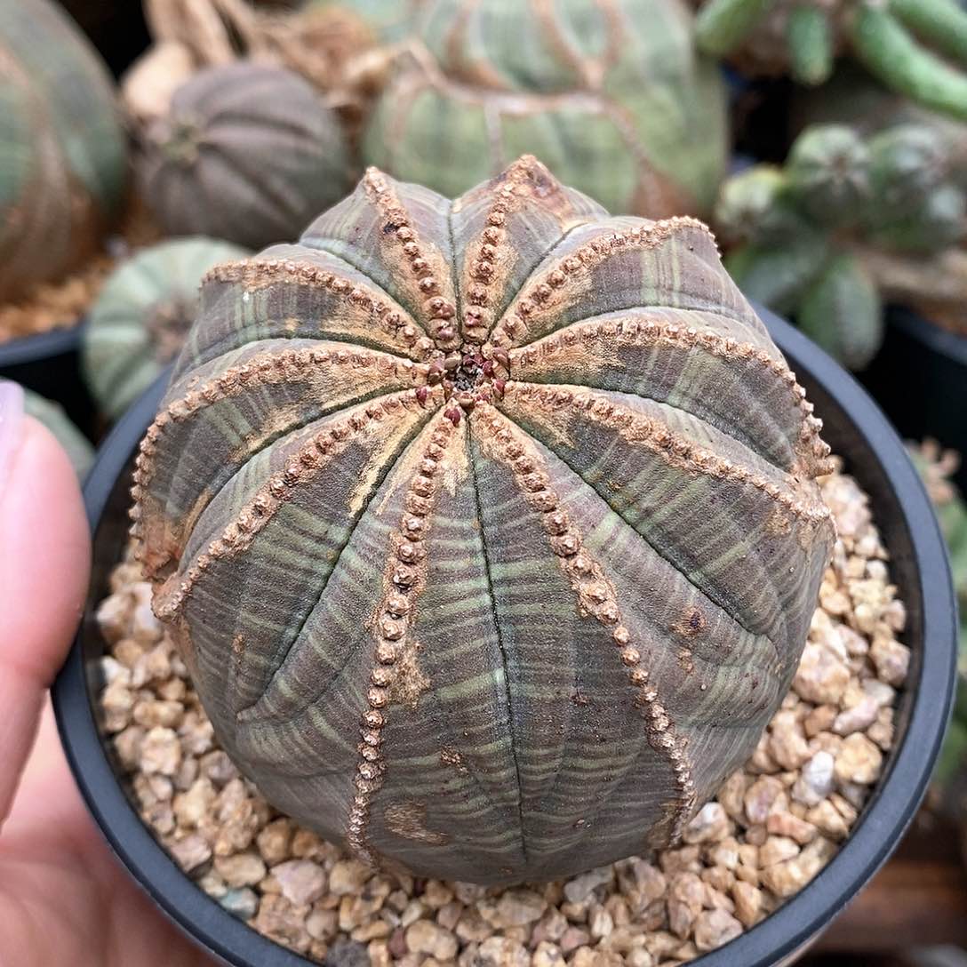 欧系布纹球多肉植物