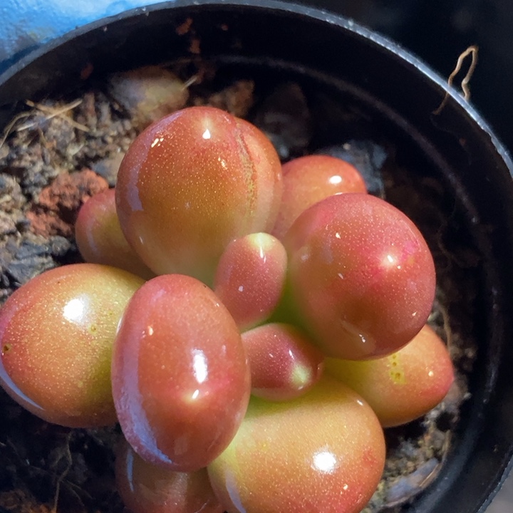 潘朵拉锦多肉植物