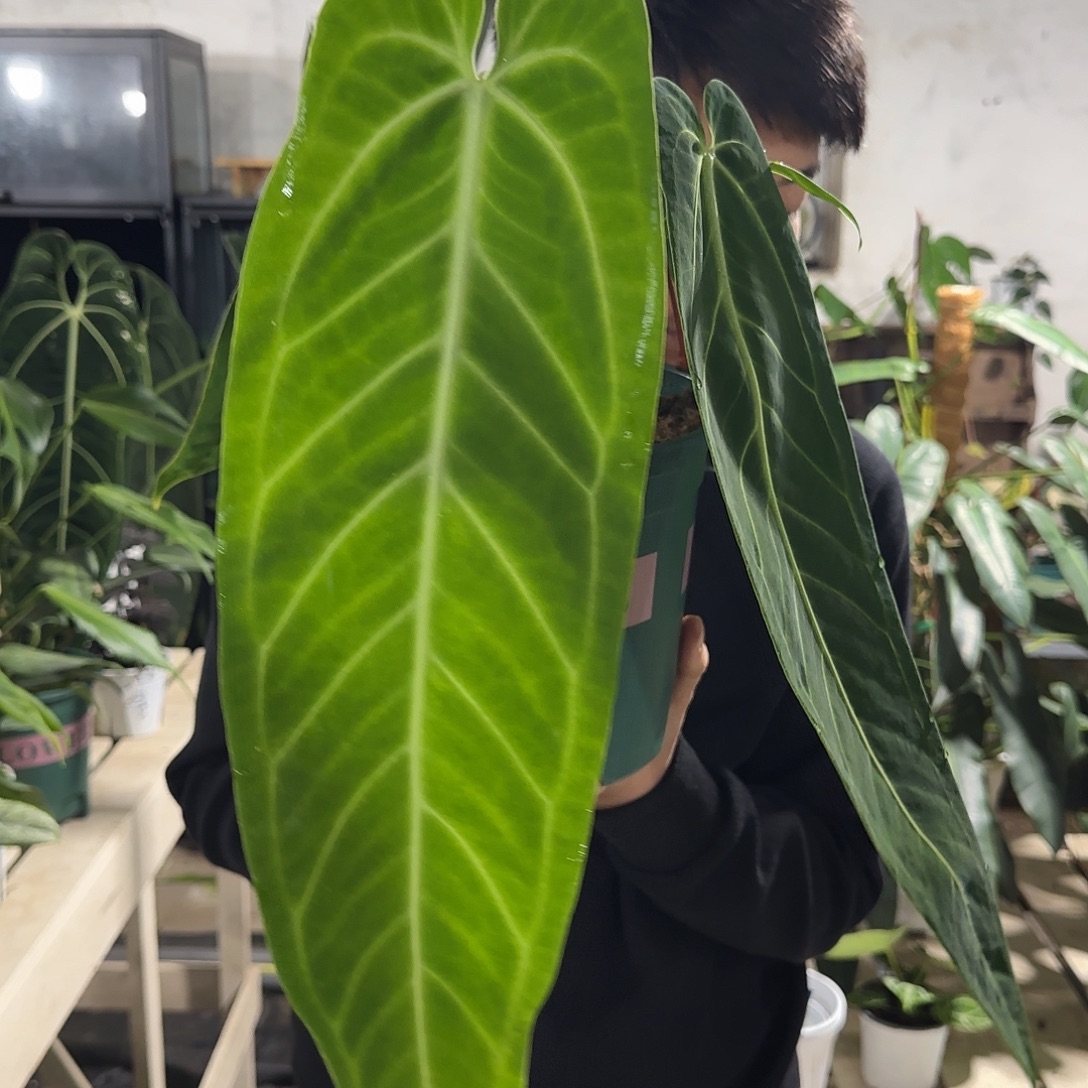 无花朵火鹤后花烛（叶长47）