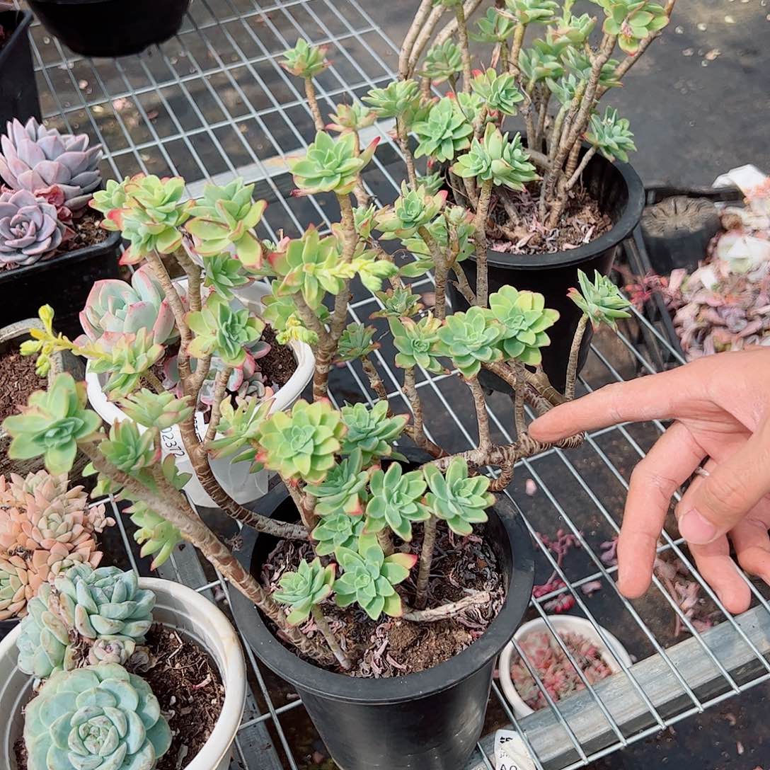 清扬整桩整群老桩