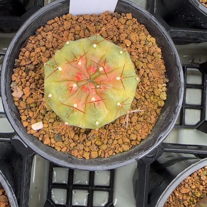 47-0207开播福利多肉