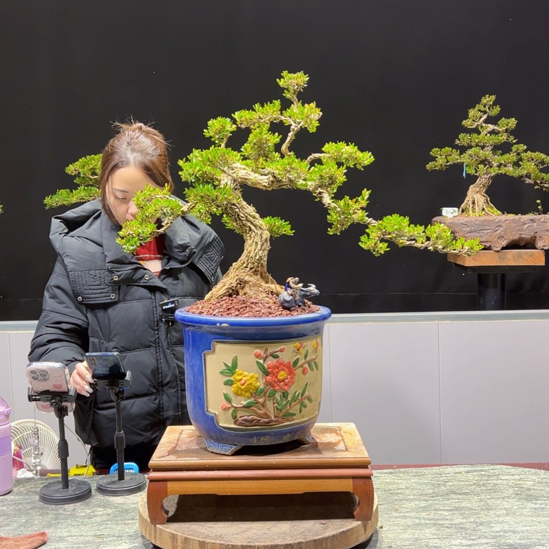 绿植黄杨盆景盆景