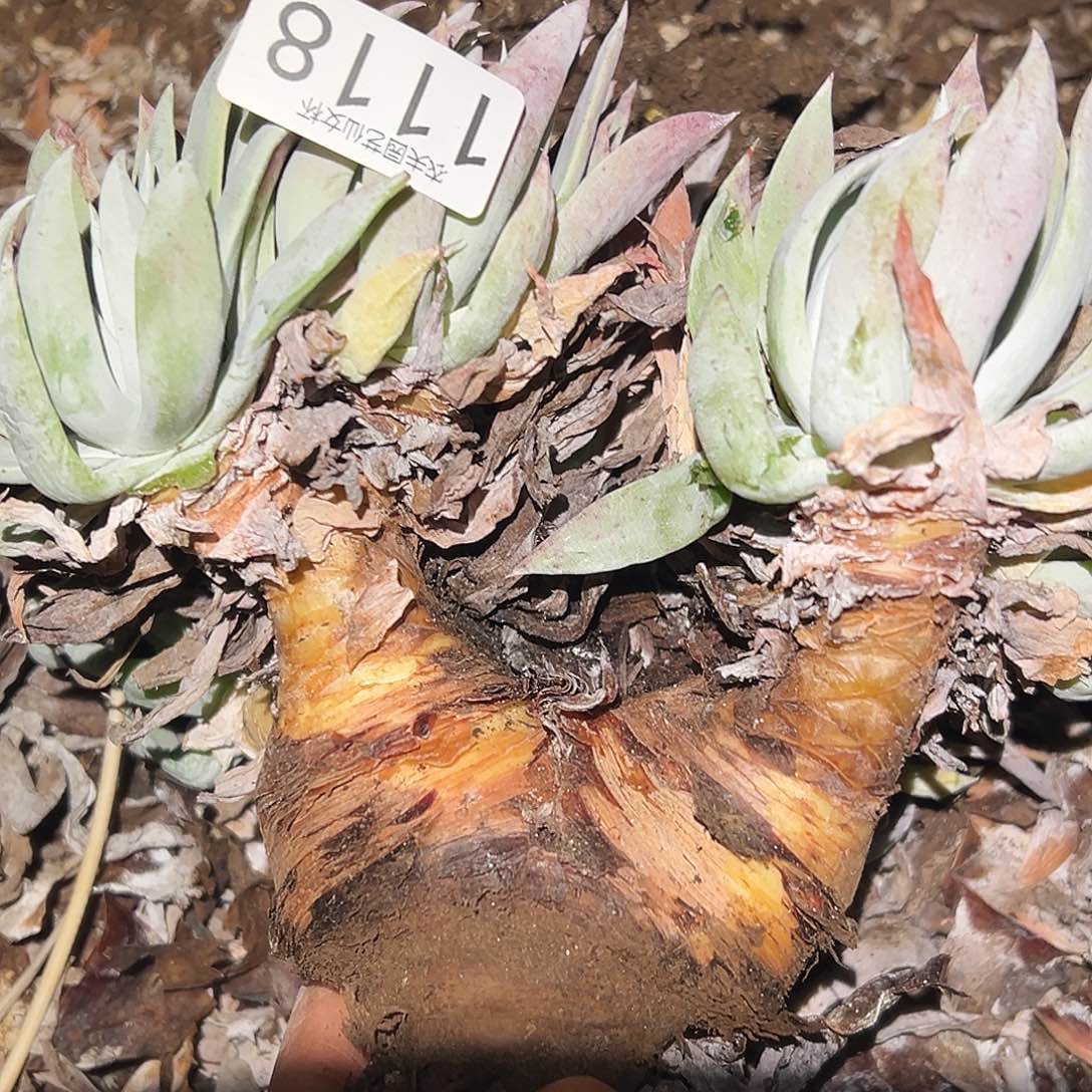 白衣圣徒仙女杯多肉。