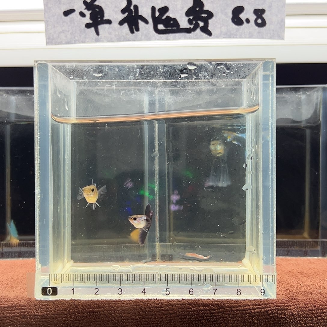 孔雀鱼艾尔银蓝礼服一对