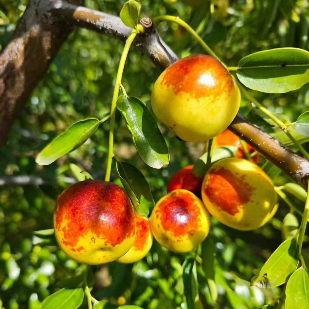 沾化冰糖冬枣脆甜多汁当季新鲜水果