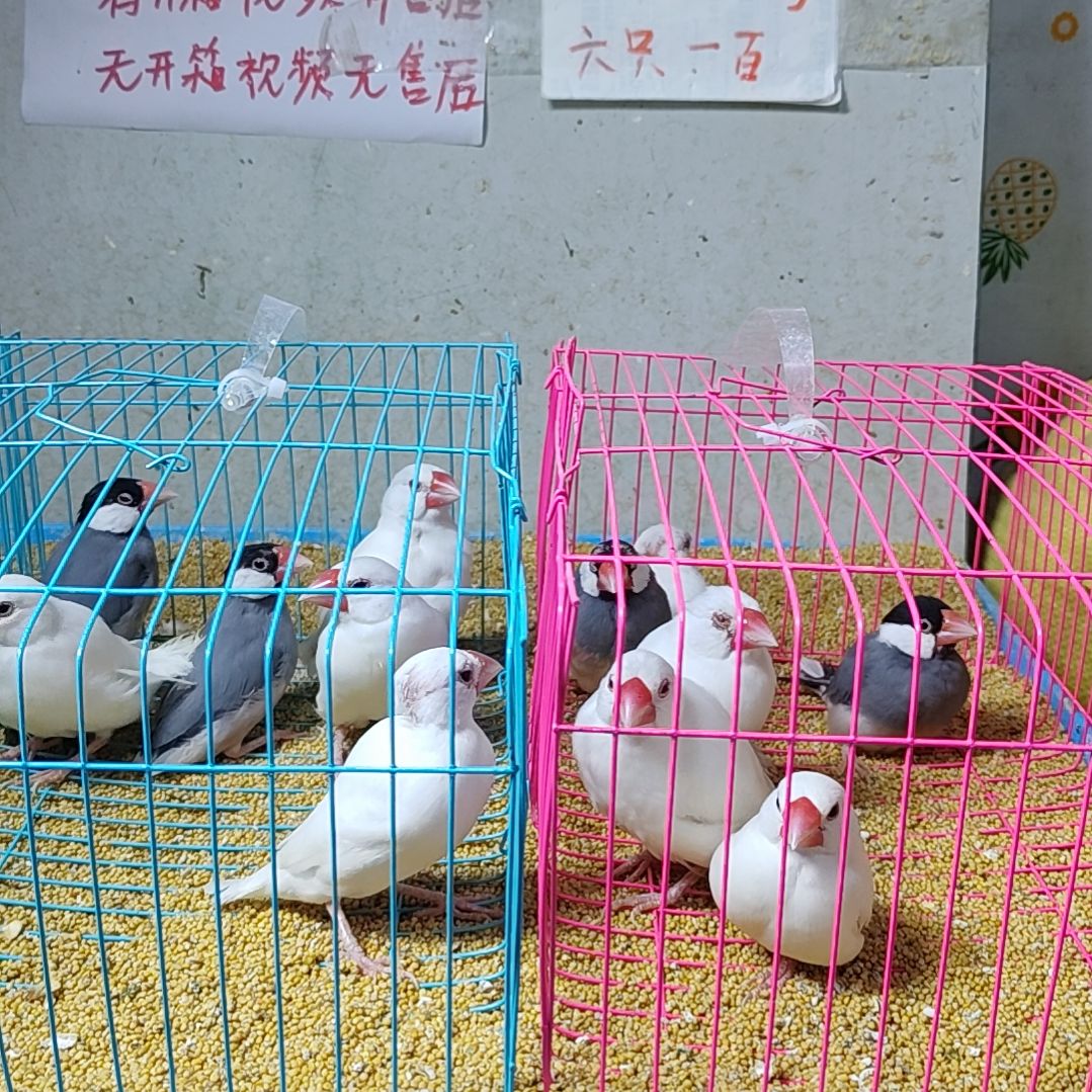 原***点文鸟特价文鸟断尾少毛爪子有瑕疵六只不包公母