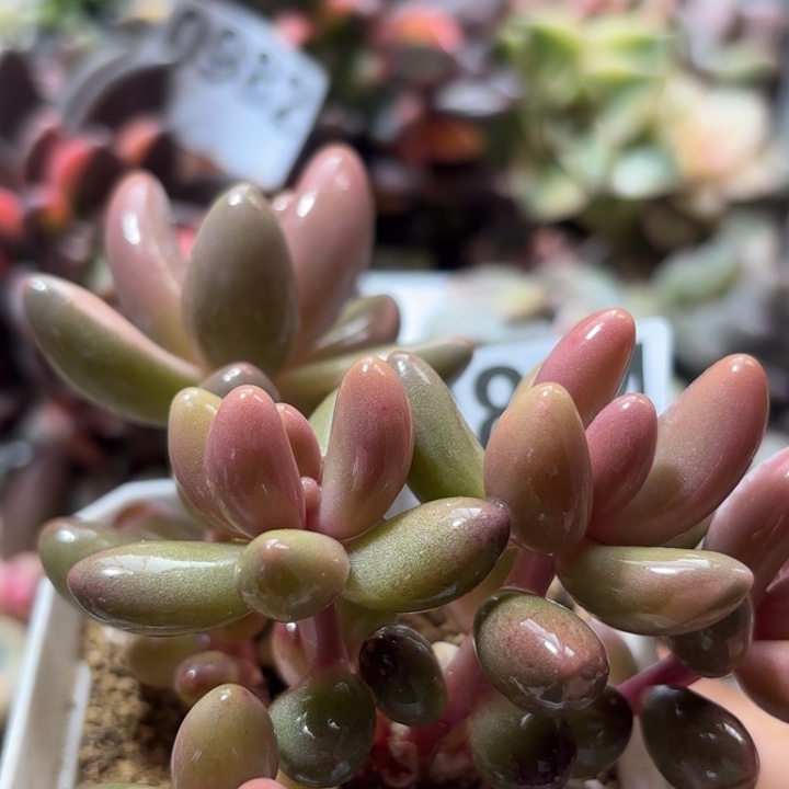 多肉植物满18包邮当场凑单