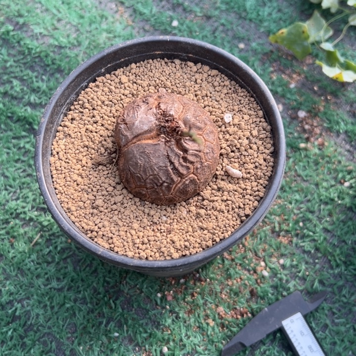 南非龟，一物一拍，