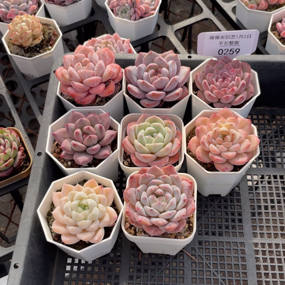 不包整散 盆子不售后0259