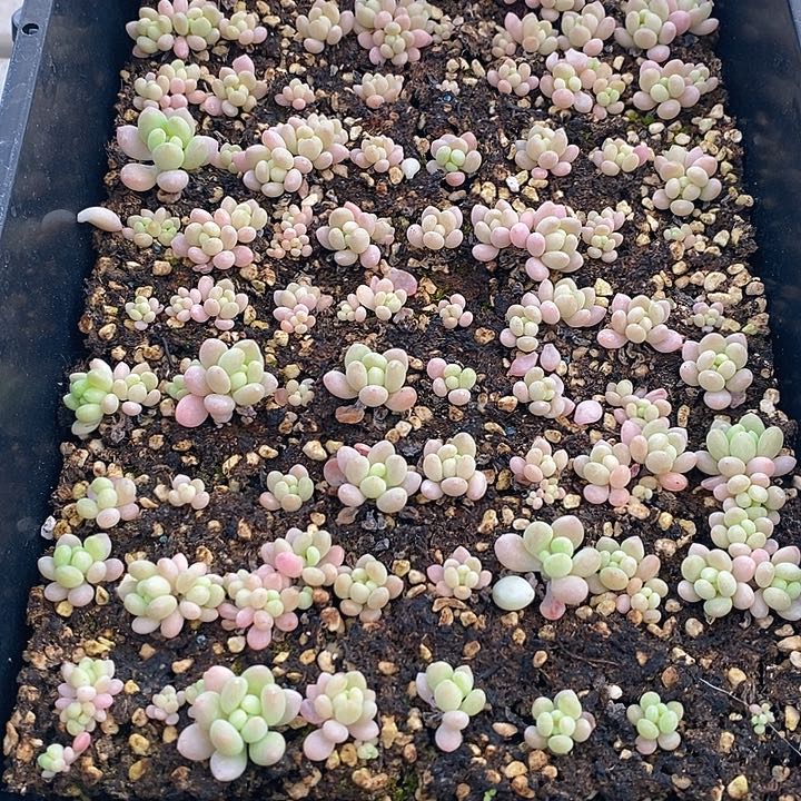 236 多肉植物盆栽花卉植物