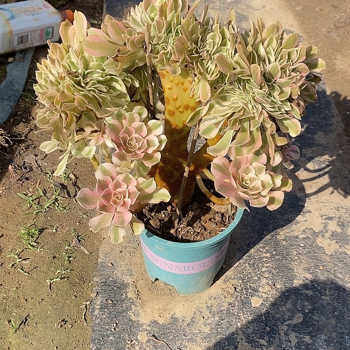 粉女巫缀70多肉植物发生法师