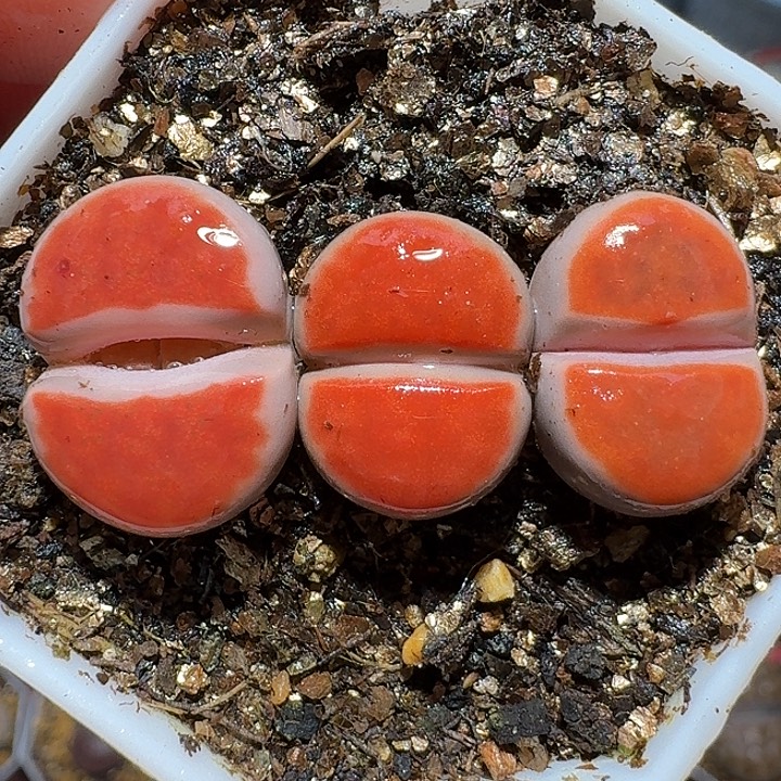 生石花111111。 火烈鸟。  227
