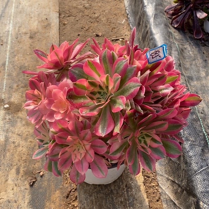 185粉女巫多肉法师