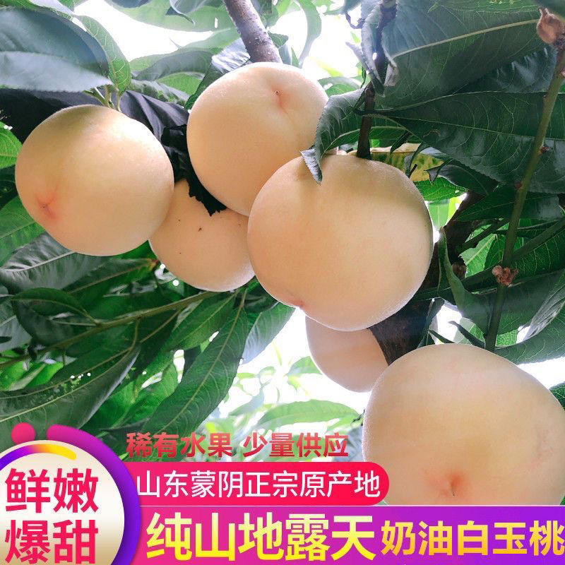 [稀有品种]蒙阴头茬陆地奶油白玉蜜桃白雪公主白桃 毛桃 脆甜新鲜