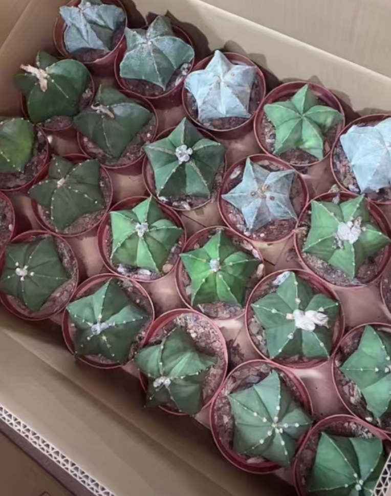 二妹园艺【 1颗 鸾凤玉 实生根 】【冠幅保7公分】脱土随机发货