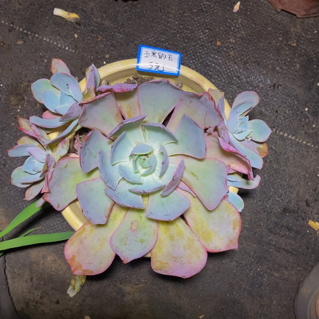 玉***玉一物一拍一物一拍