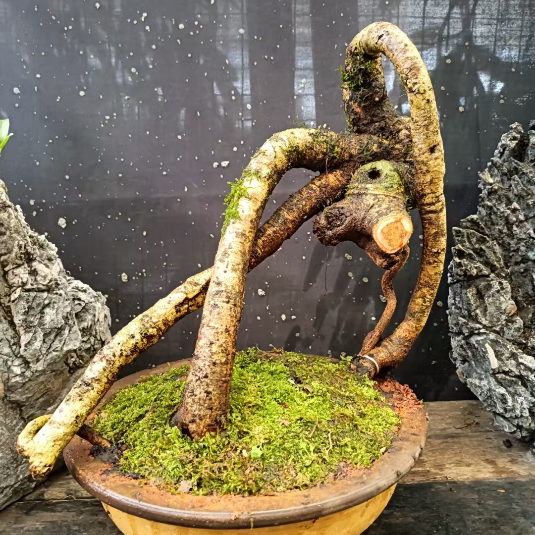 岩榕（岩榕熟桩盆栽）