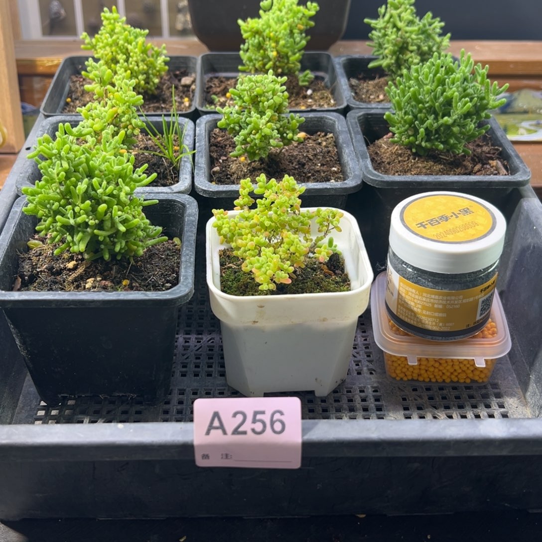 枝干番杏多肉植物256安