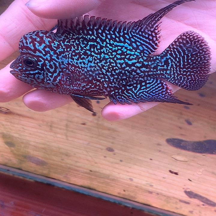 元***家罗汉鱼金花888888888