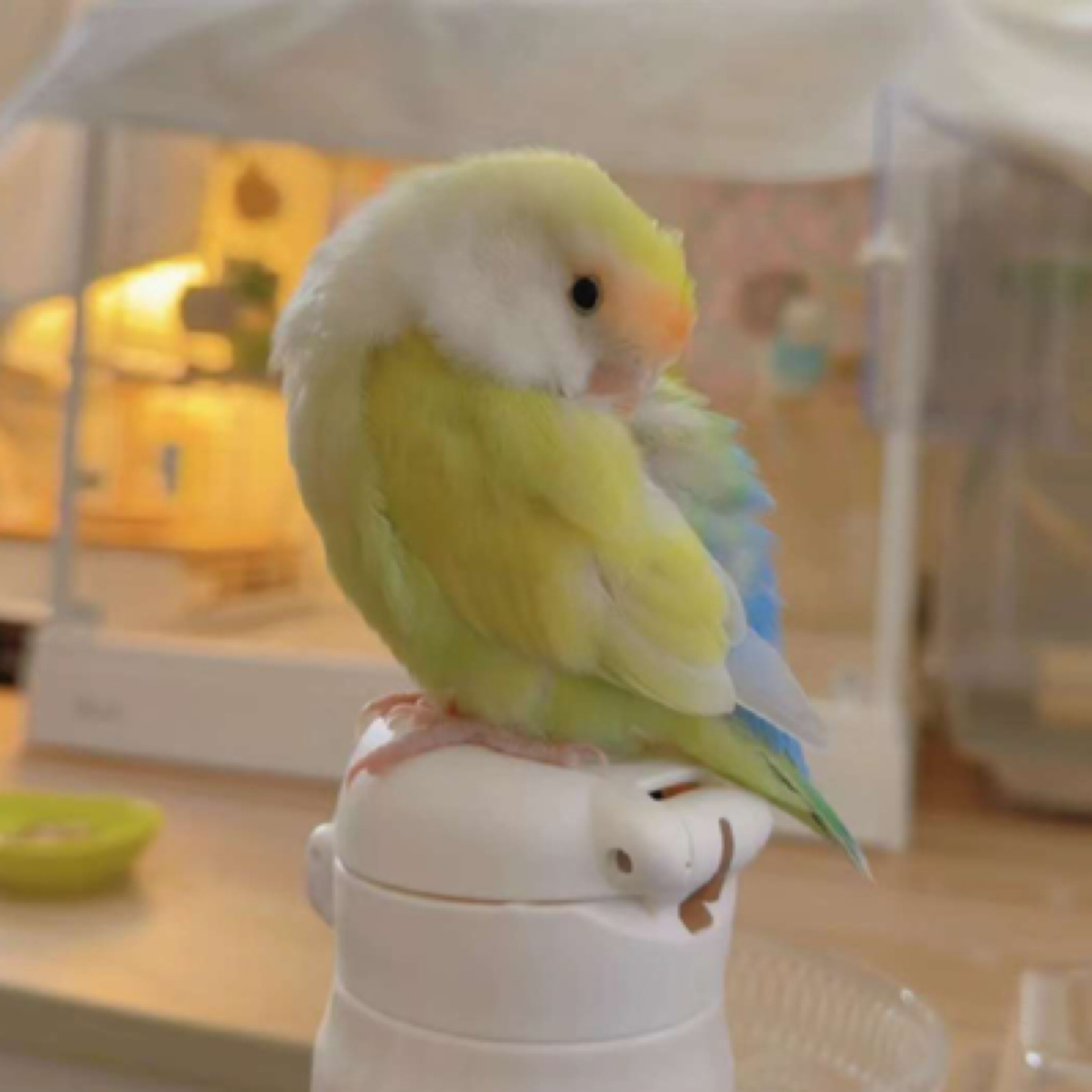 手养牡丹鹦鹉活体（直播间一物一拍）家庭精养