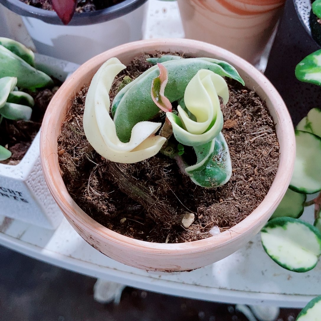 安****完全开放卷叶外锦一物一拍