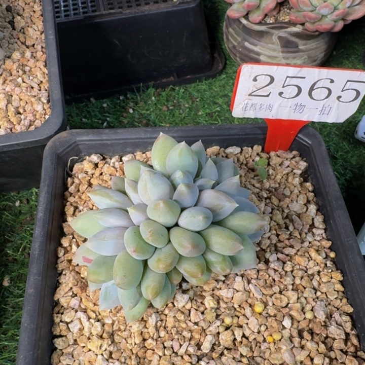 骑***铁2565多肉植物一物一拍