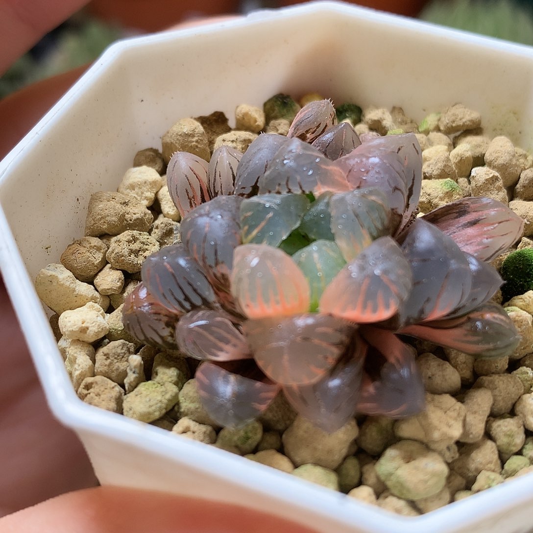 冰灯玉露锦带盆土发货