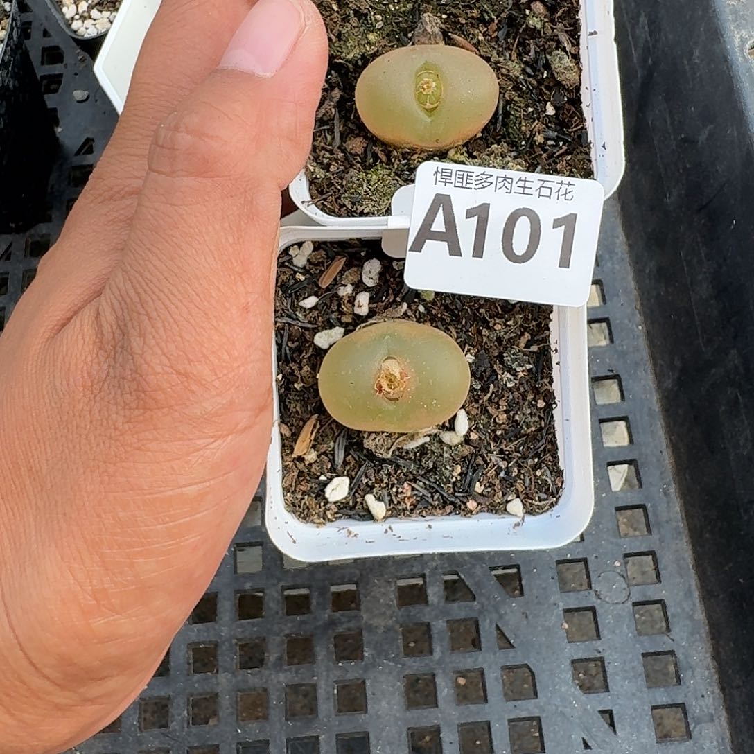 101多肉植物多肉植物