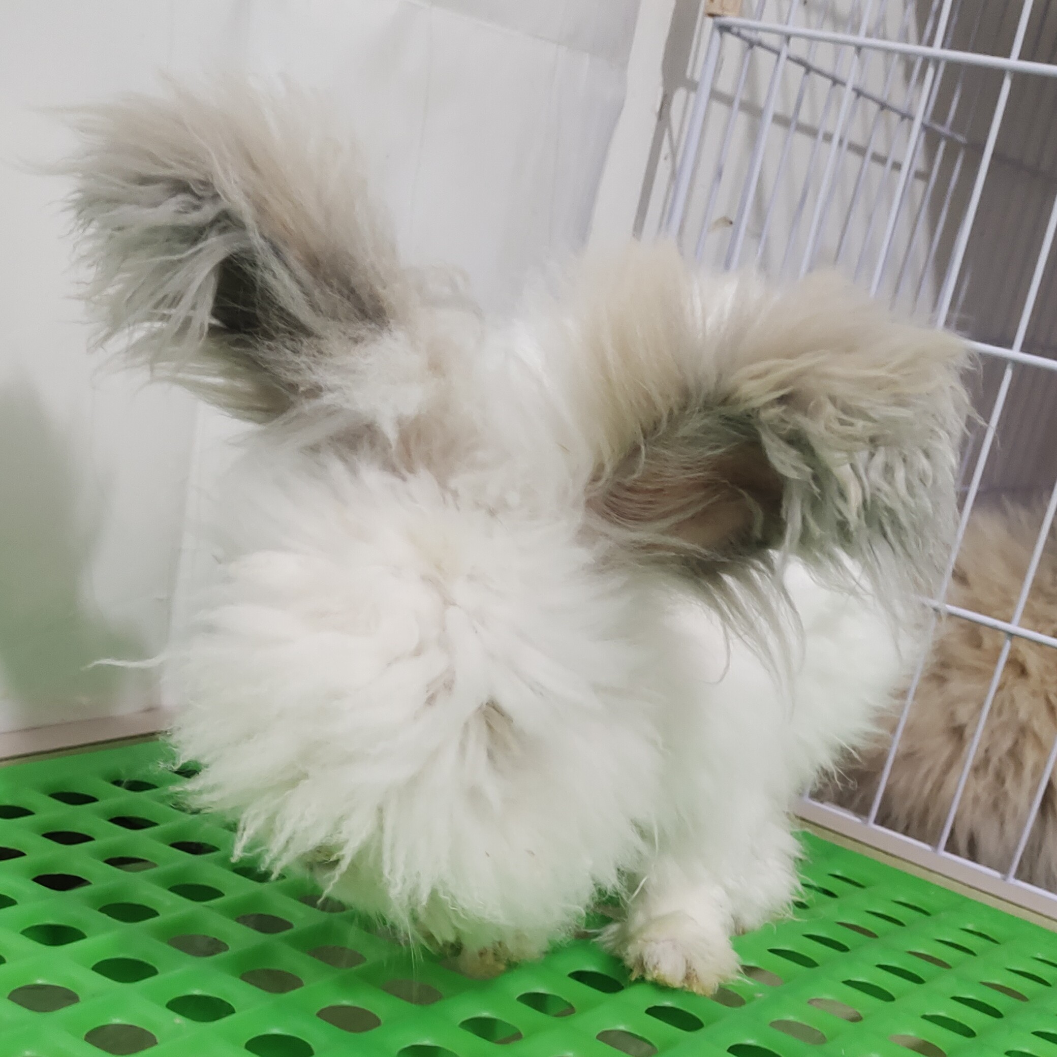 A004德系安哥拉长毛兔活体网红兔适合家养