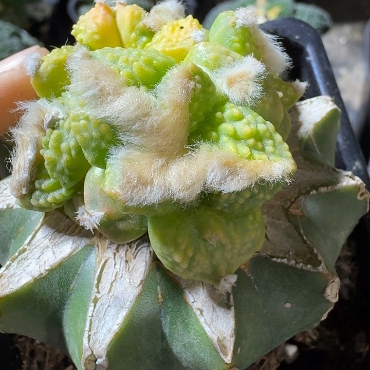 无花朵088珍珠尤哥斯拉牡丹锦