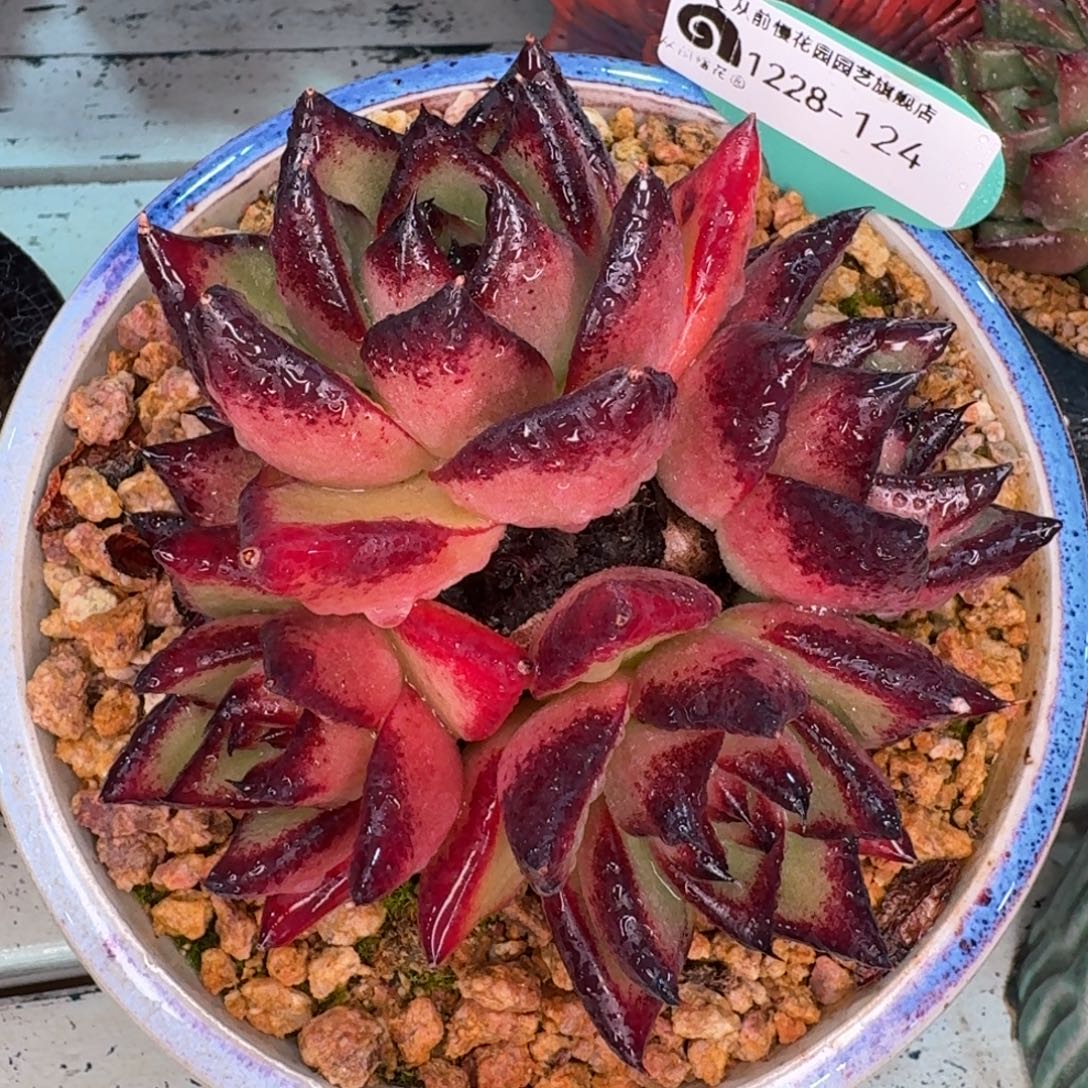 从前慢多肉精选编号1228.124