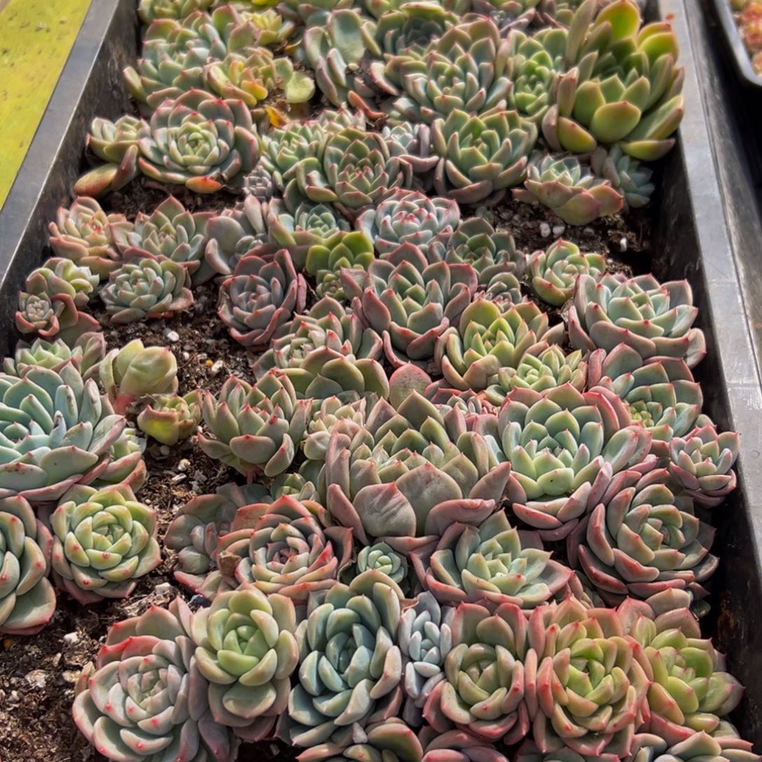 976多肉葡萄的味道真的是很