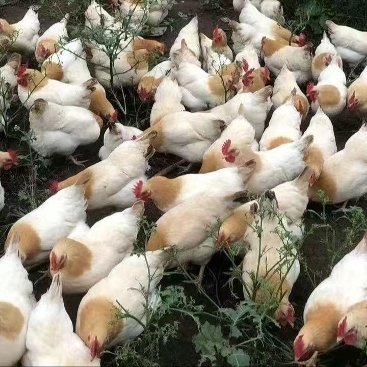 古典鸡15只装（活鸡包邮）