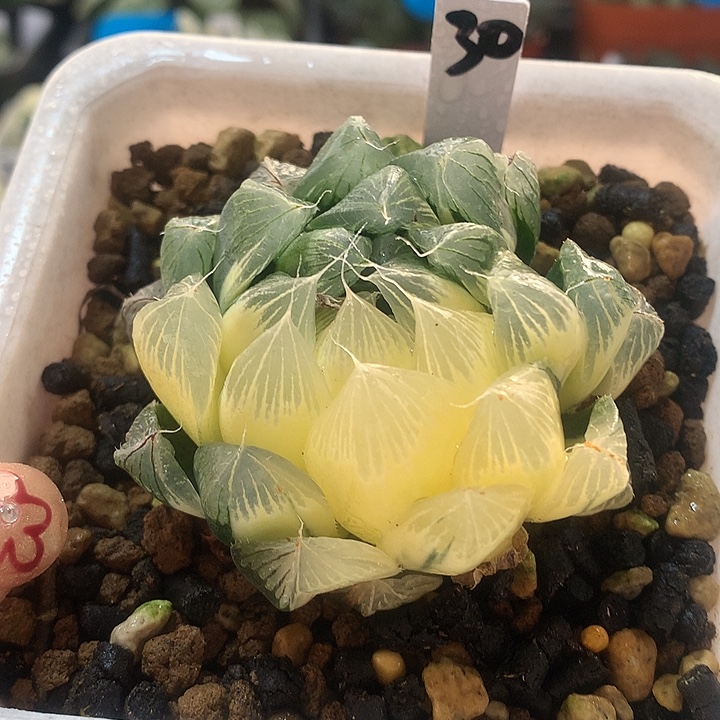 30号实生玉露锦一物一拍