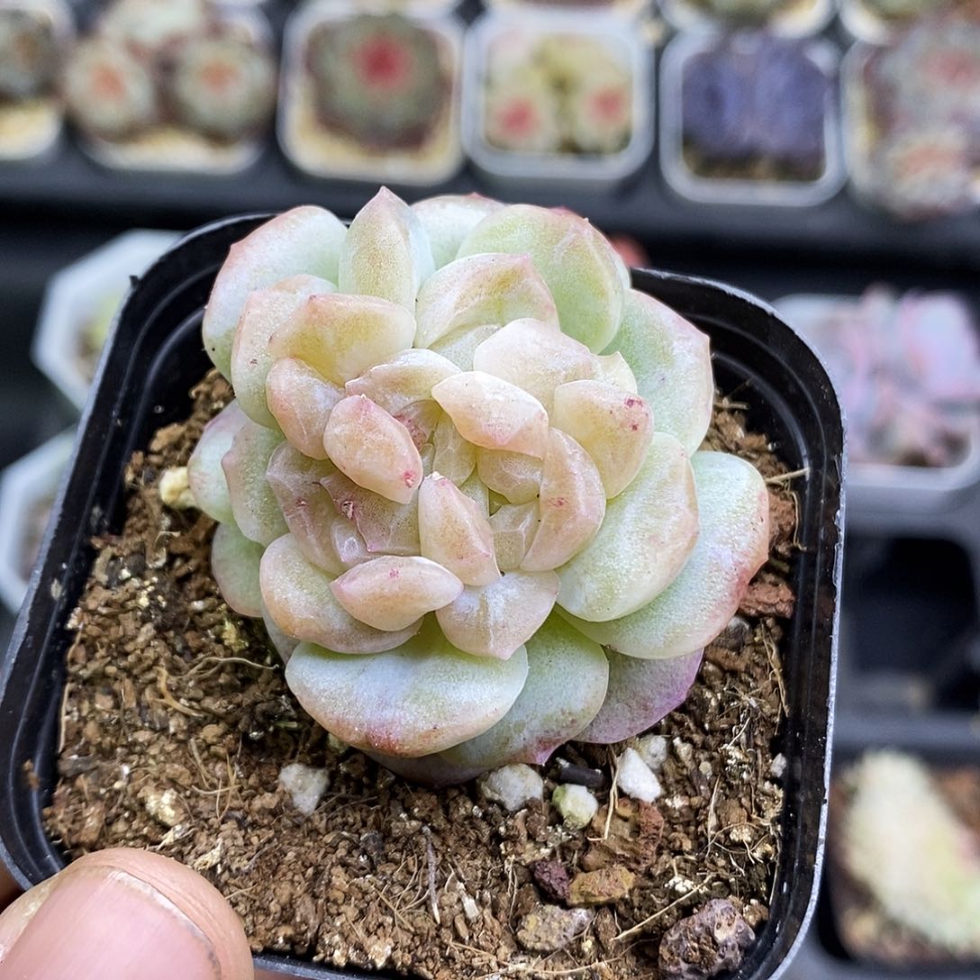梦幻泡影石化6.5厘米盆