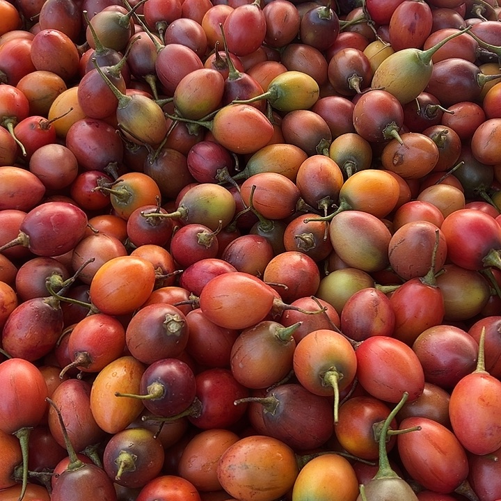 云南农家树番茄5斤