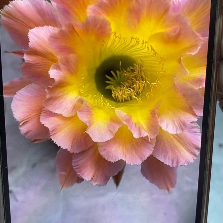 彩草星火7公分左右